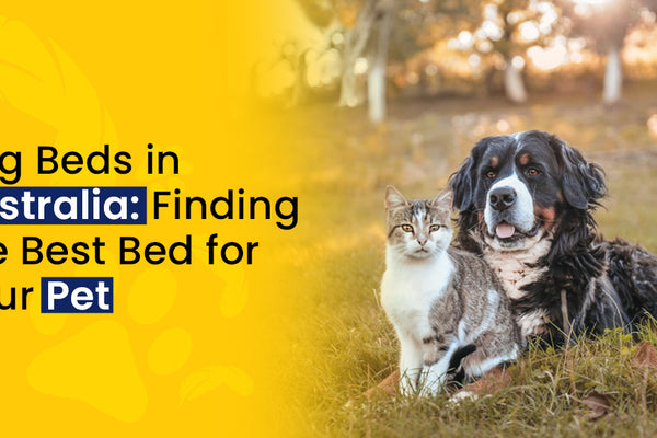 Dog Beds in Australia: Finding the Best Bed for Your pet