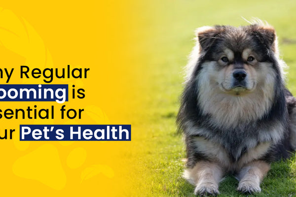 Why Regular Grooming is Essential for Your Pet’s Health