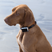 Pawfit 3 Collar Large